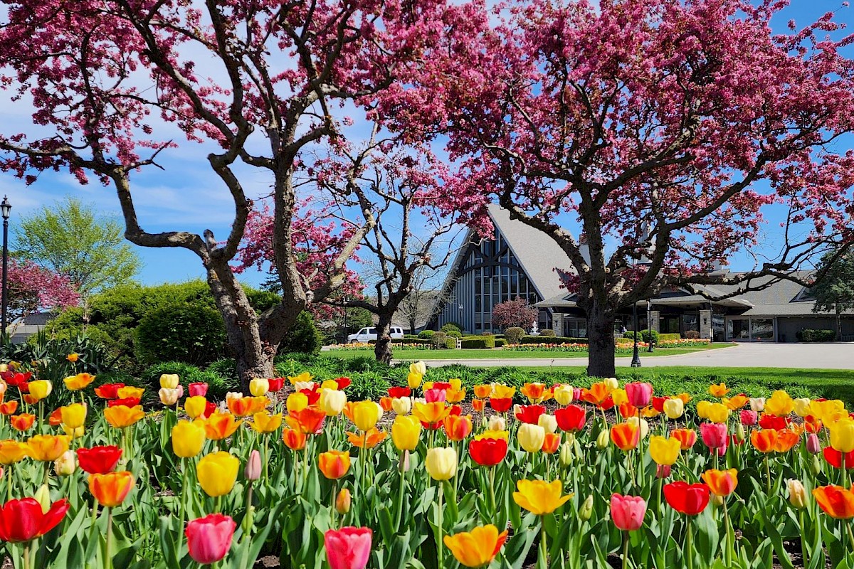 A colorful garden with blooming tulips in front of trees with pink blossoms and a modern building, under a bright blue sky.