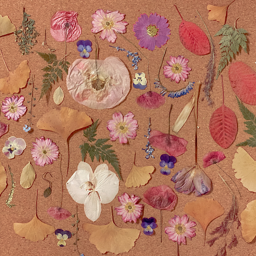 This image shows a collection of assorted dried flowers, leaves, and botanical elements arranged on a plain background.