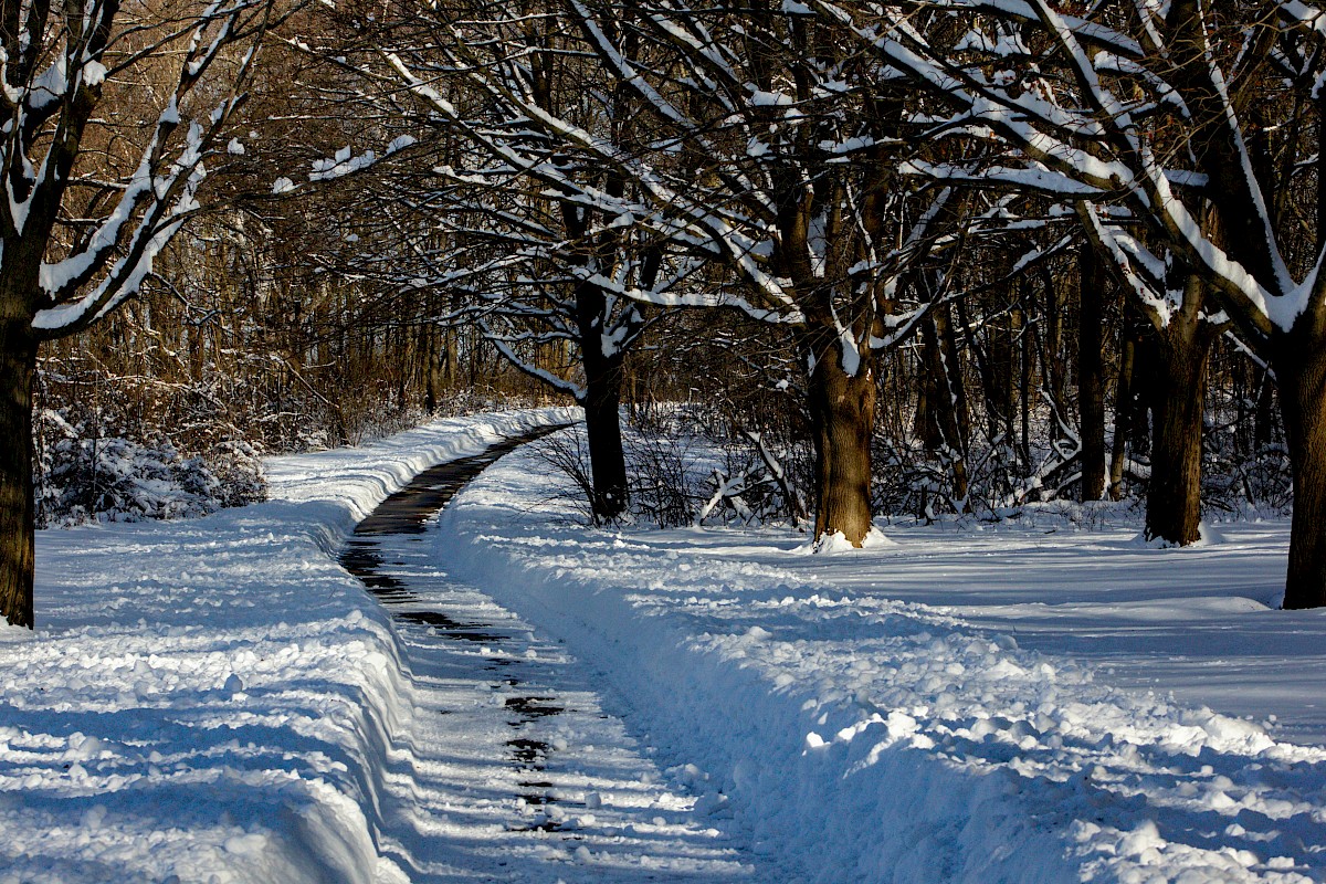 Snow-covered trees lining a winding trail through a winter forest.