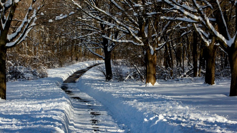 Snow-covered trees lining a winding trail through a winter forest.