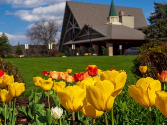 A garden with yellow and red tulips in the foreground, and a large building with a triangular roof and green steeple in the background, under a blue sky.
