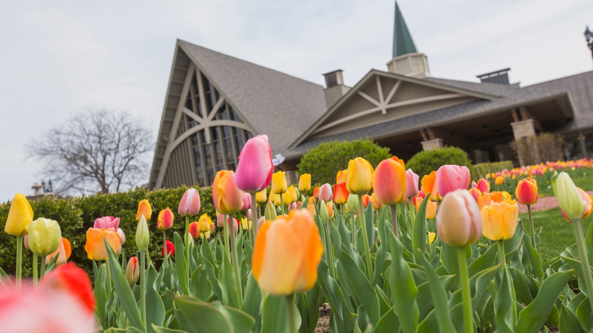 The image shows a garden with colorful tulips in front of a building with a peaked roof and cupola, backed by a partly cloudy sky.